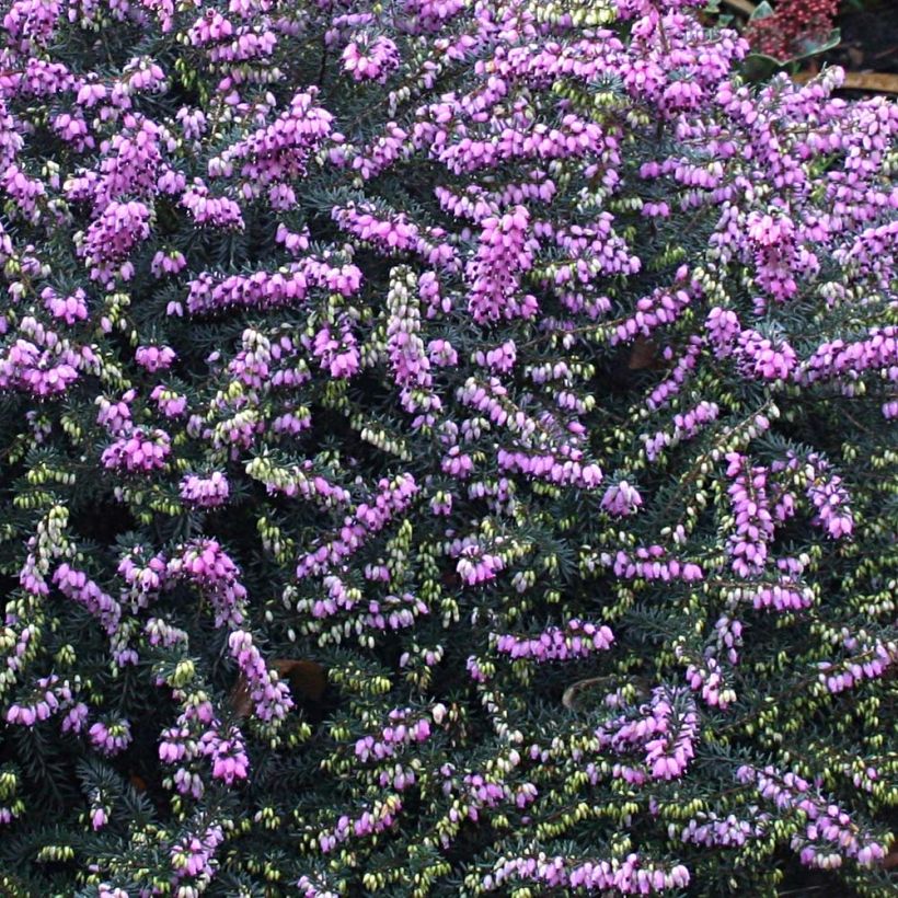 Erica darleyensis Winter Belles Lucie - Winterheide (Flowering)