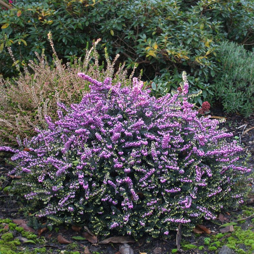 Erica darleyensis Winter Belles Lucie - Winterheide (Plant habit)