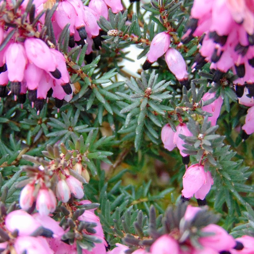 Erica darleyensis Winter Belles Lucie - Winterheide (Foliage)