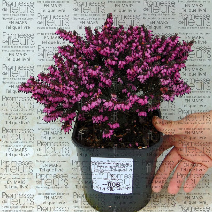 Example of Erica darleyensis Winter Belles Lucie - Winterheide Pot van 2 l/3 l as you get