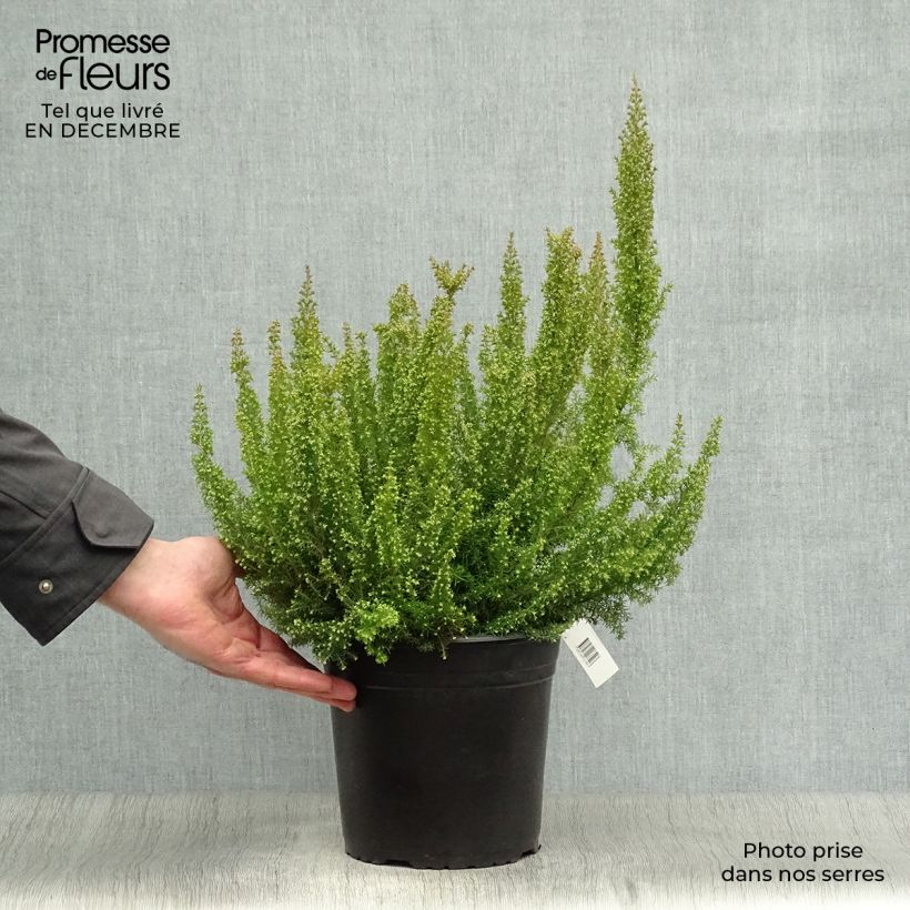 Example of Bruyère arborescente Pink Joy - Erica arborea Pot van 4 l/5 l as you get in hiver