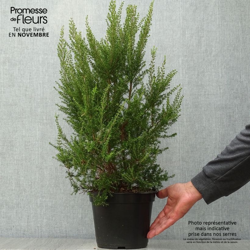 Exemplaar van Erica arborea Pink Joy - Boomheide Pot van 4 l/5 l zoals geleverd in de herfst