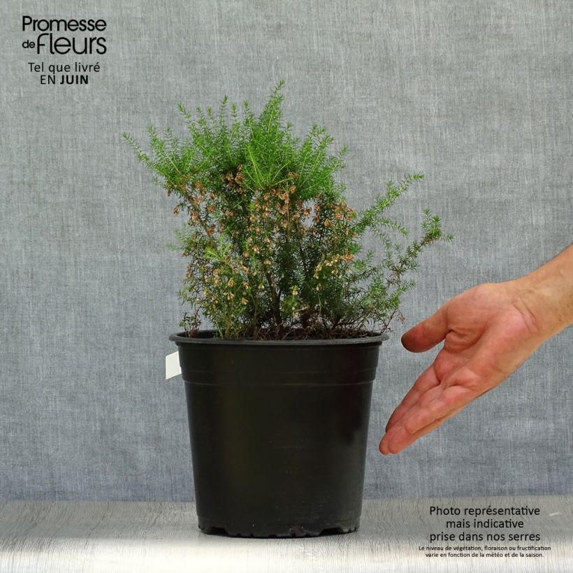 Exemplaar van Erica arborea Pink Joy - Boomheide Pot van 4 l/5 l zoals geleverd in de zomer