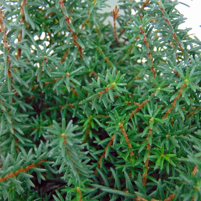 Erica darleyensis Kramers Rote - Winterheide (Foliage)