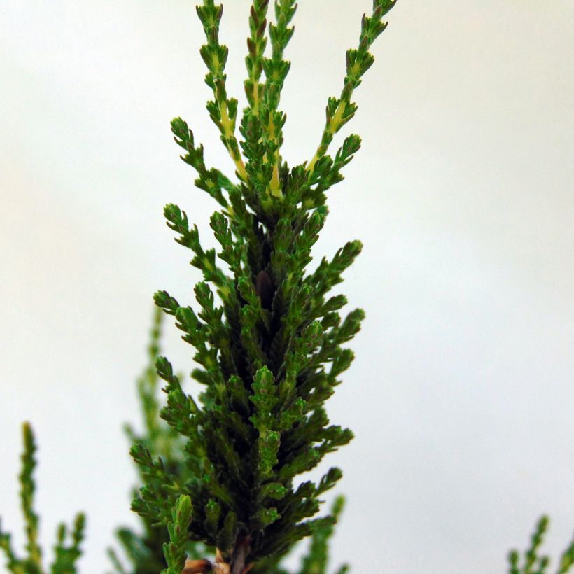 Calluna vulgaris Allegro - Zomerheide (Foliage)