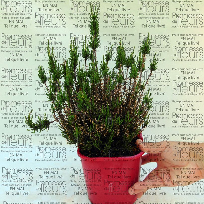 Example of Bruyère d'été - Calluna vulgaris Allegro  Pot van 1 l/1,5 l as you get