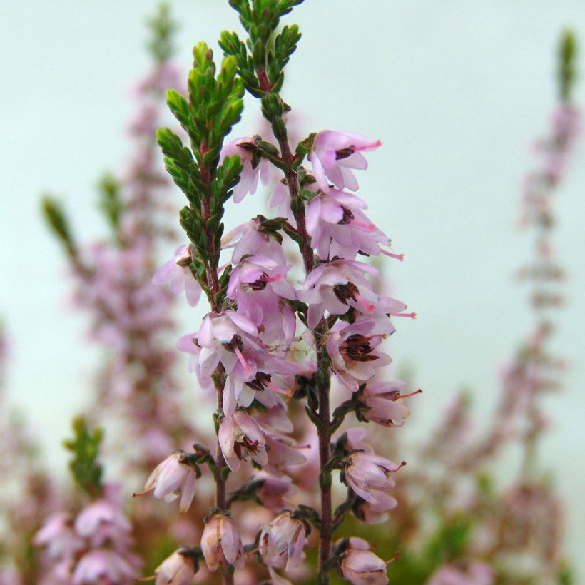 Calluna vulgaris Spring Torch - Zomerheide (Flowering)