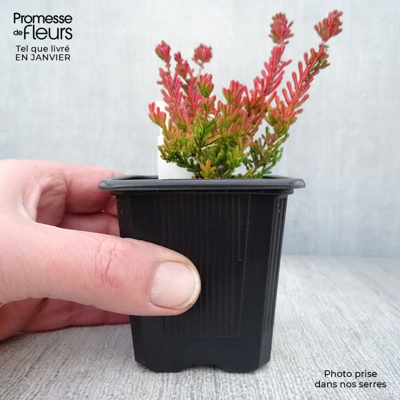 Example of Bruyère d'été - Calluna vulgaris Winter Chocolate Kweekpotje van 8/9 cm as you get in hiver