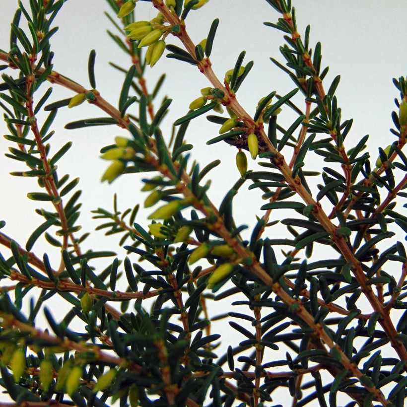 Erica darleyensis Silberschmelze - Winterheide (Foliage)