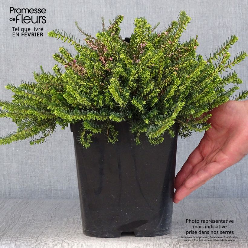 Exemplaar van Erica darleyensis Trio - Winterheide Pot van 3 l/4 l zoals geleverd in de herfst