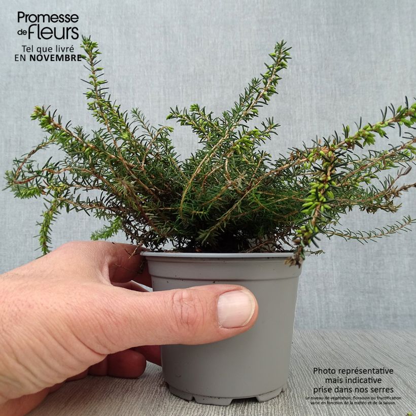 Exemplaar van Erica darleyensis Kramers Rote - Winterheide Kweekpotje van 8/9 cm zoals geleverd in de herfst