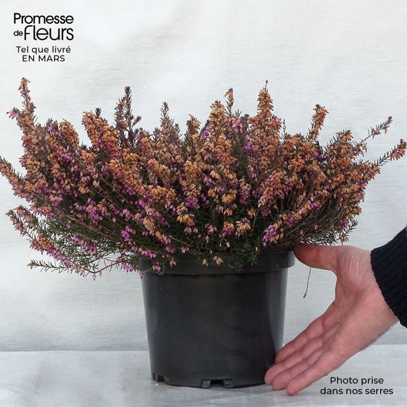 Example of Bruyère des neiges - Erica carnea Jenny Porter Pot van 2 l/3 l as you get in hiver