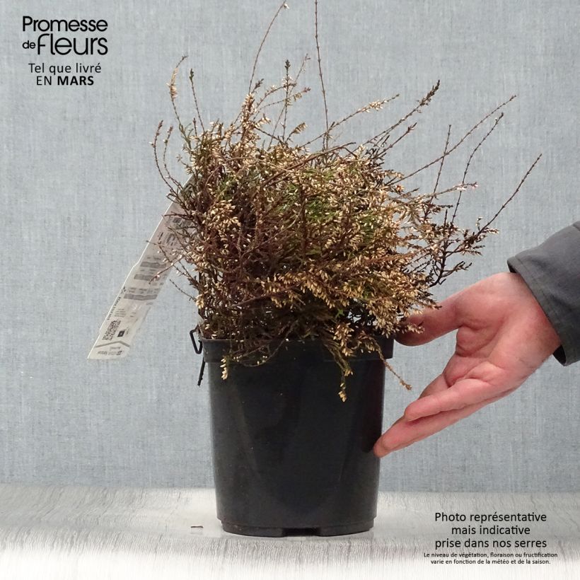 Exemplaar van Calluna vulgaris Marleen - Zomerheide Pot van 2 l/3 l zoals geleverd in de lente