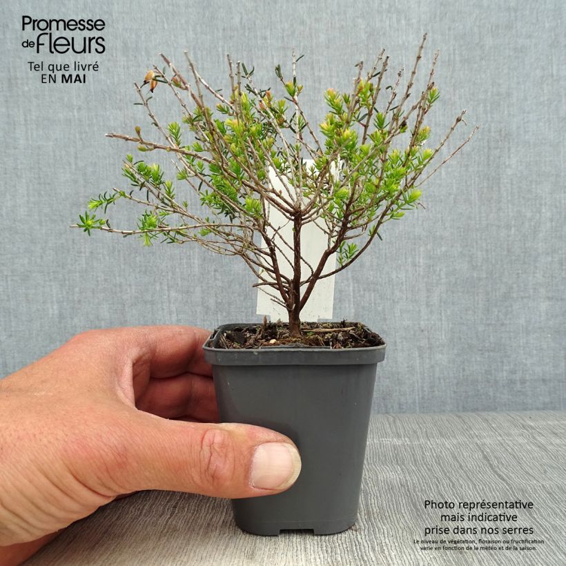 Exemplaar van Erica darleyensis Ghost Hills - Winterheide Kweekpotje van 8/9 cm zoals geleverd in de lente