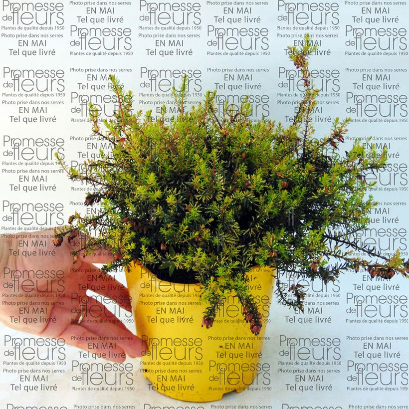 Example of Erica darleyensis Winter Belles Tylou - Winterheide Pot van 2 l/3 l as you get