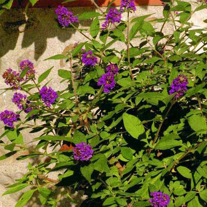 Vlinderstruik Blue Chip - Buddleja (Flowering)
