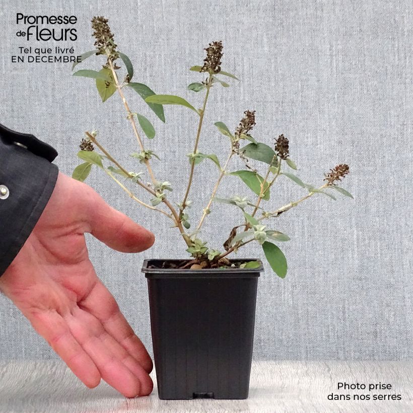 Example of Vlinderstruik Blue Chip - Buddleja Kweekpotje van 8/9 cm as you get in hiver