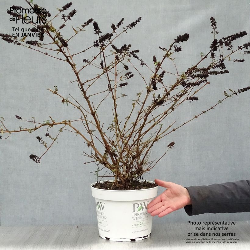 Example of Vlinderstruik Blue Chip - Buddleja Pot van 7,5 l/10 l as you get in hiver