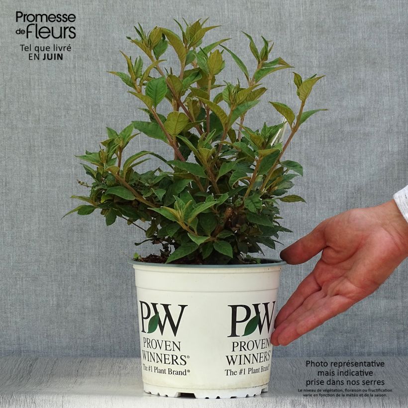 Exemplaar van Vlinderstruik Blue Chip - Buddleja Pot van 2 l/3 l zoals geleverd in de zomer