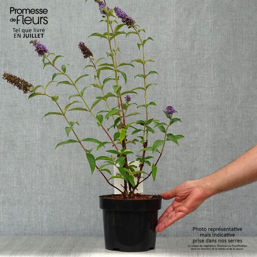 Exemplaar van Vlinderstruik Empire Blauw - Buddleja davidii Pot van 2 l/3 l zoals geleverd in de zomer