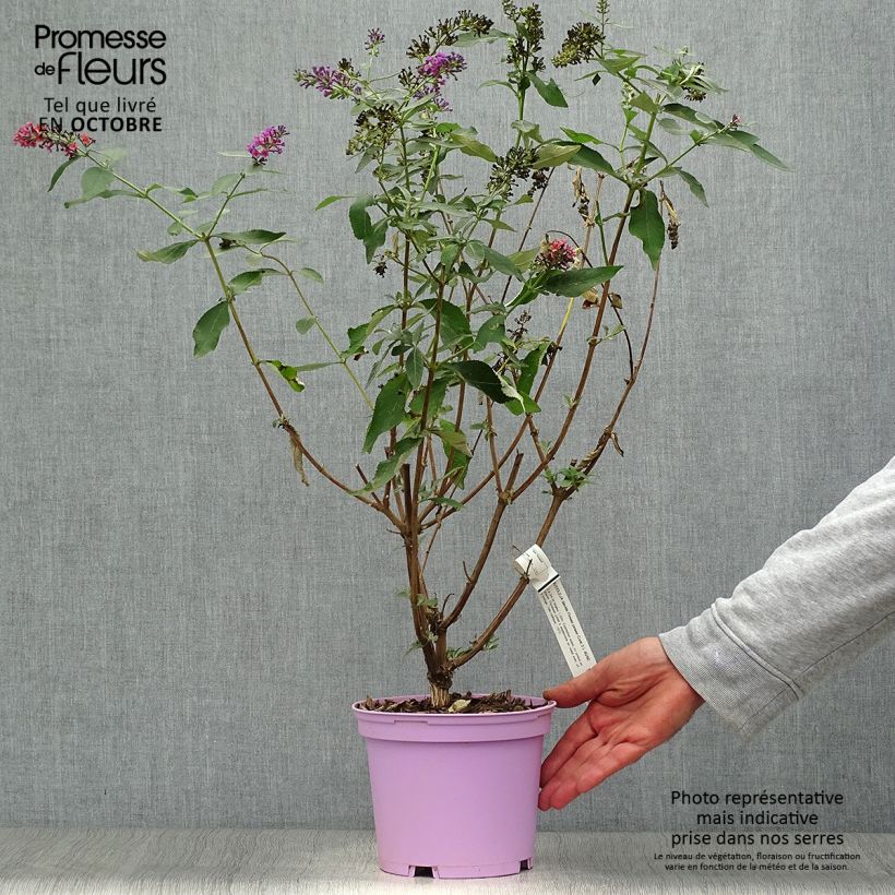 Exemplaar van Herfstsering Flower Power (Bicolor) - Buddleja Pot van 2 l/3 l zoals geleverd in de herfst