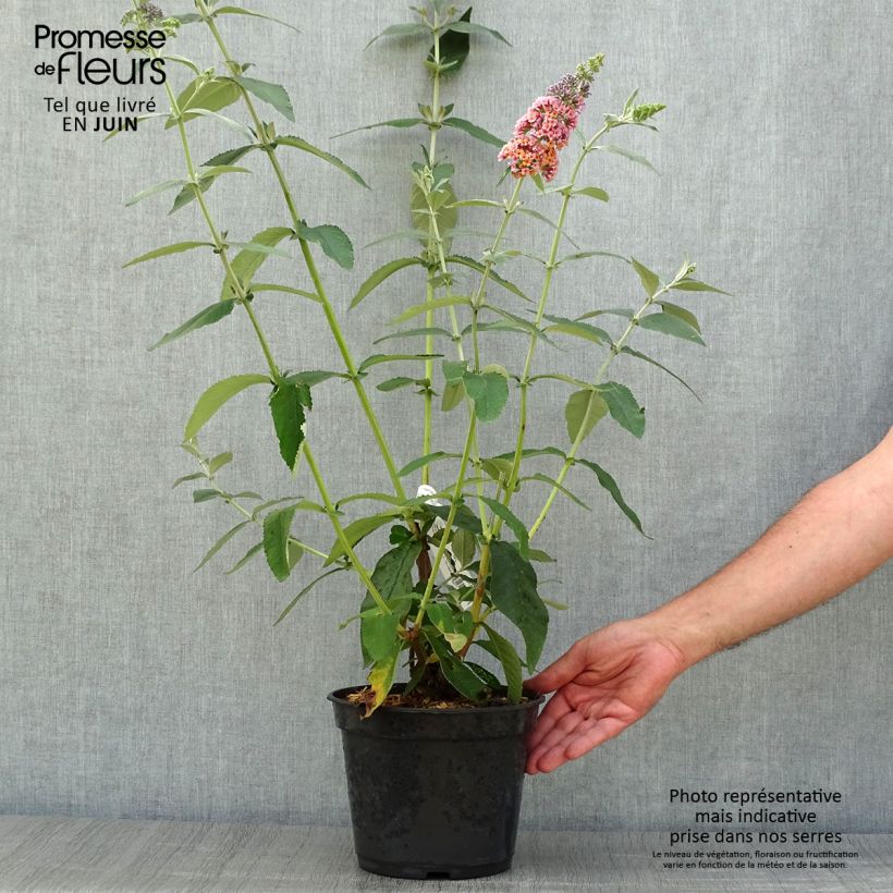 Exemplaar van Herfstsering Flower Power (Bicolor) - Buddleja Pot van 2 l/3 l zoals geleverd in de zomer