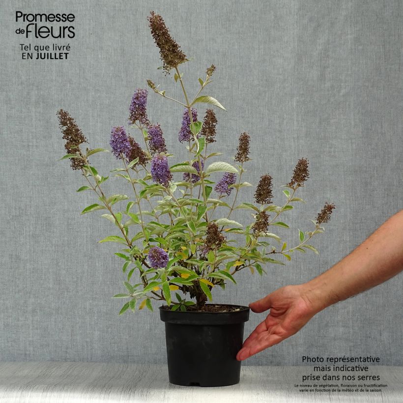 Exemplaar van Buddleja Lochinch - Vlinderstruik Pot van 2 l/3 l zoals geleverd in de zomer