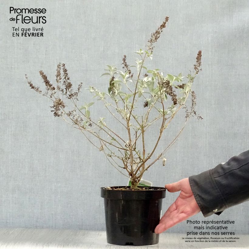Example of Buddleia Lochinch - Arbre aux papillons Pot van 2 l/3 l as you get in hiver