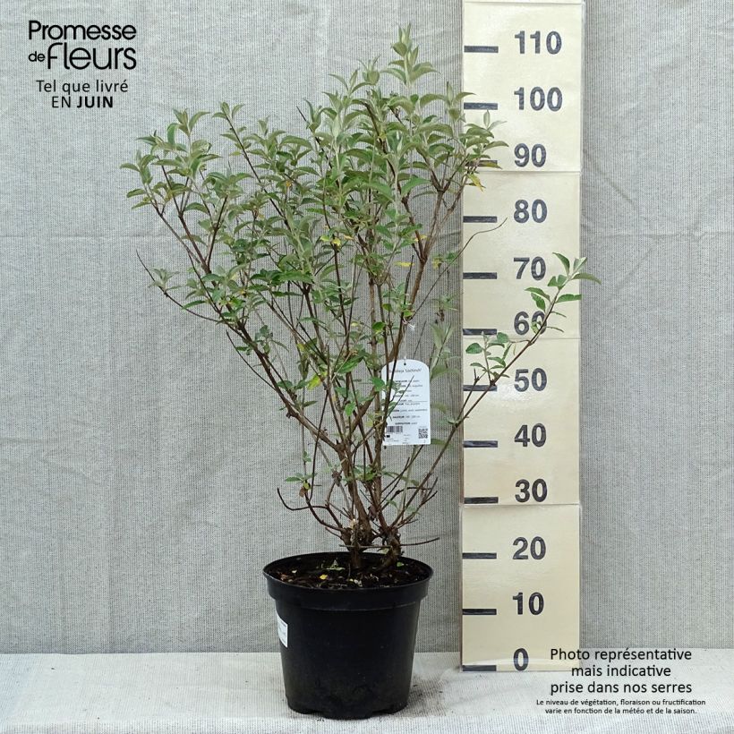 Exemplaar van Buddleja Lochinch - Vlinderstruik Pot van 7,5 l/10 l zoals geleverd in de lente