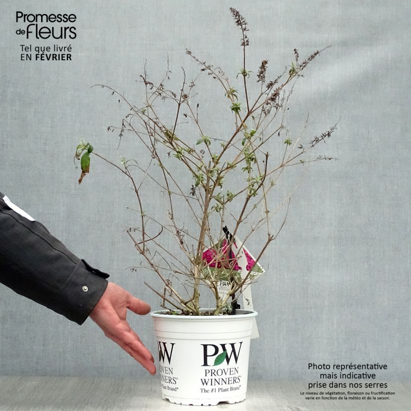 Example of Vlinderstruik Miss Ruby - Buddleja Pot van 3 l/4 l as you get in hiver