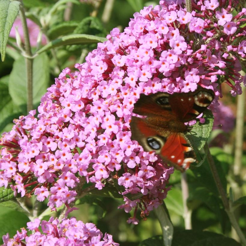 Vlinderstruik Pink Panther - Buddleja davidii (Flowering)