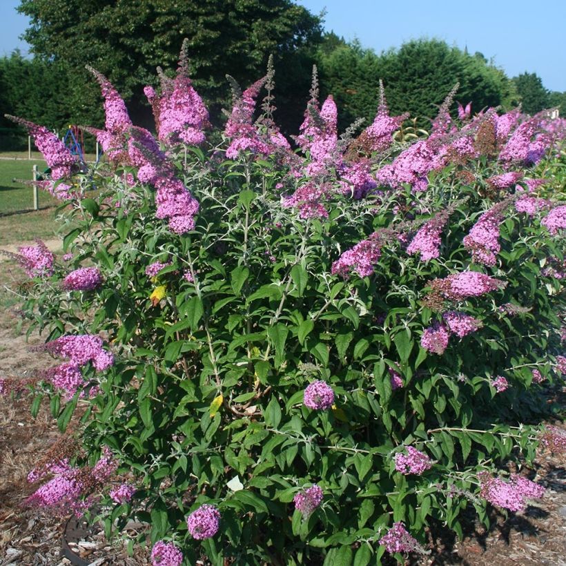 Vlinderstruik Pink Panther - Buddleja davidii (Plant habit)
