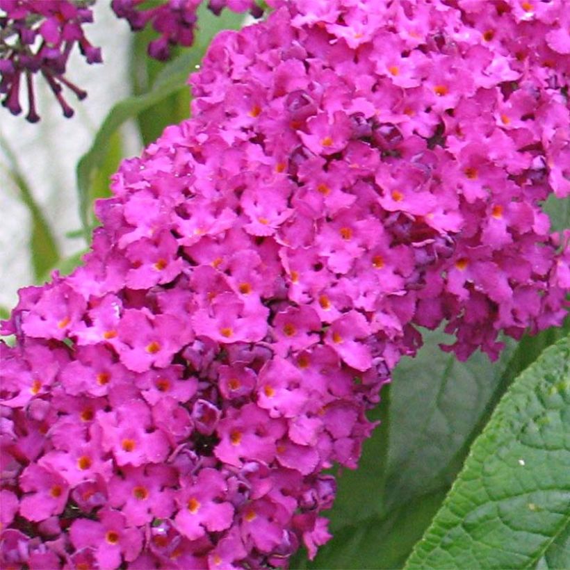 Vlinderstruik Royal Rood - Buddleja davidii (Flowering)