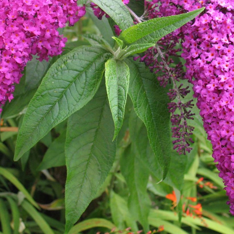 Vlinderstruik Royal Rood - Buddleja davidii (Foliage)