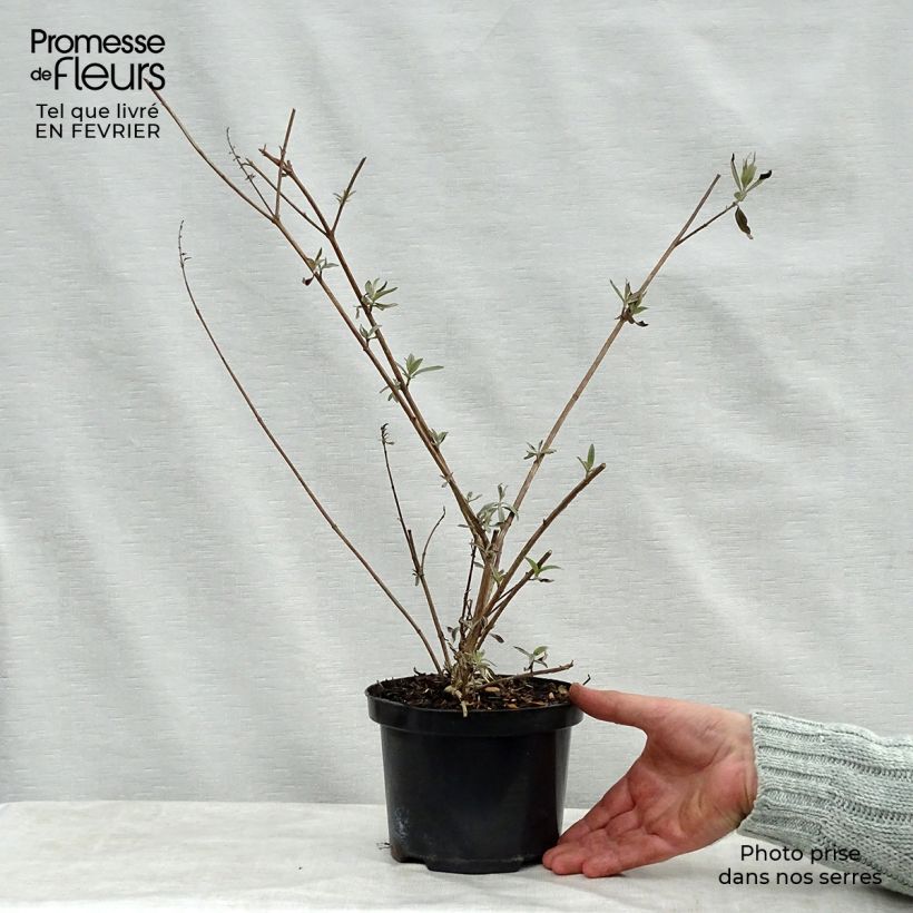 Example of Vlinderstruik Royal Rood - Buddleja davidii Pot van 2 l/3 l as you get in hiver