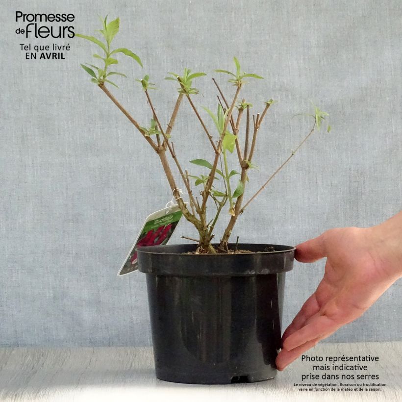 Exemplaar van Vlinderstruik Royal Rood - Buddleja davidii Pot van 2 l/3 l zoals geleverd in de lente