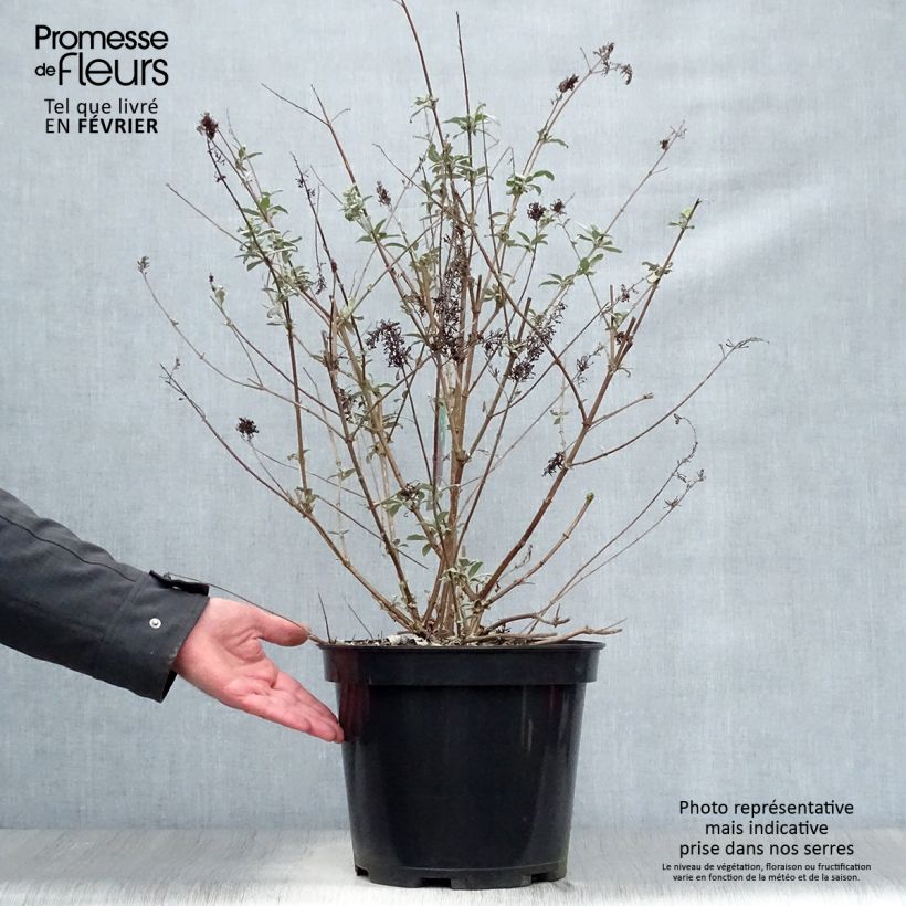 Example of Vlinderstruik Royal Rood - Buddleja davidii Pot van 7,5 l/10 l as you get in hiver