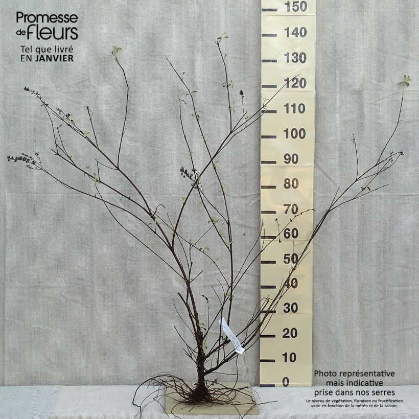 Example of Vlinderstruik Royal Rood - Buddleja davidii Naakte wortel as you get in hiver
