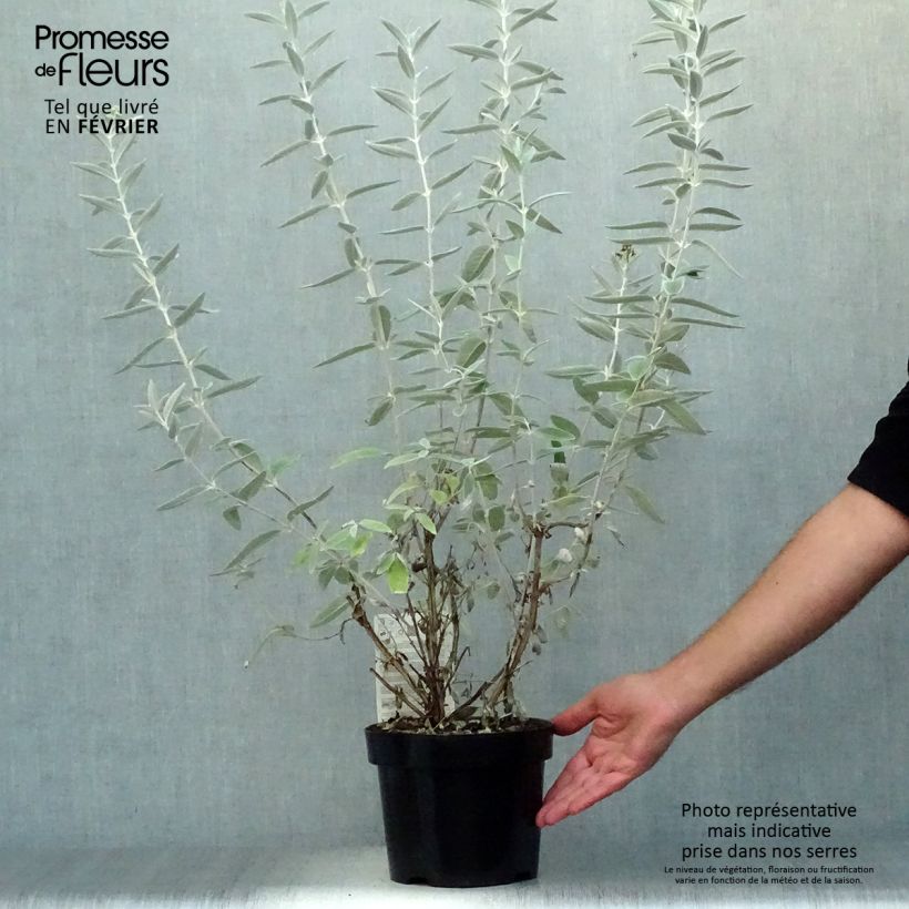 Exemplaar van Buddleja Silver Anniversary - Vlinderstruik Pot van 3 l/4 l zoals geleverd in de herfst