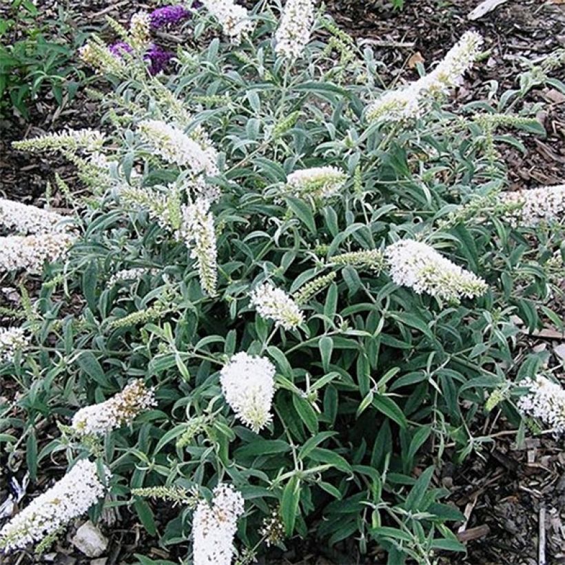 Vlinderstruik White Ball - Buddleja davidii (Flowering)