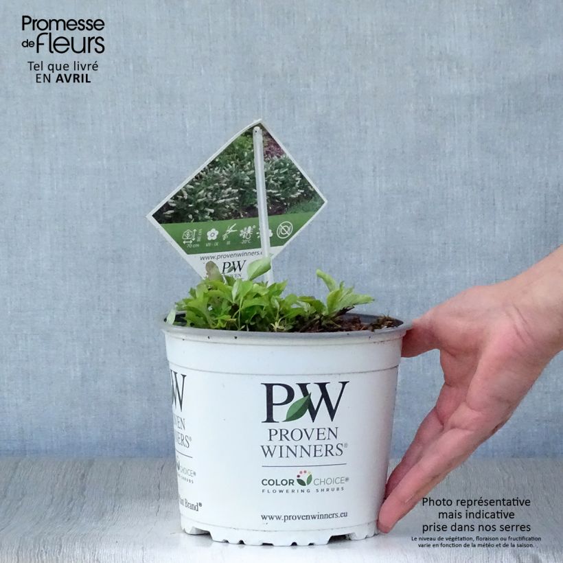 Exemplaar van Vlinderstruik White Chip - Buddleja Pot van 2 l/3 l zoals geleverd in de lente