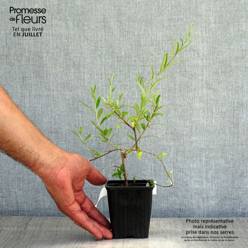 Exemplaar van Buddleja alternifolia - Vlinderstruik Kweekpotje van 8/9 cm zoals geleverd in de zomer