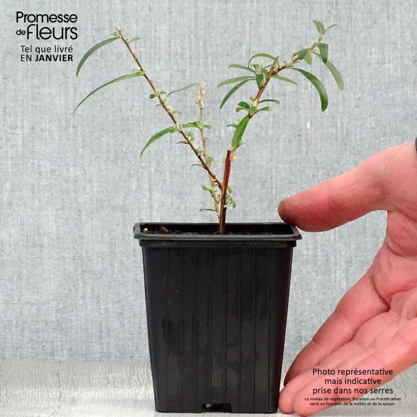 Example of Buddleia alternifolia - Arbre aux papillons Kweekpotje van 8/9 cm as you get in hiver