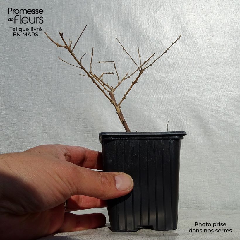 Exemplaar van Buddleja alternifolia - Vlinderstruik Kweekpotje van 8/9 cm zoals geleverd in de lente