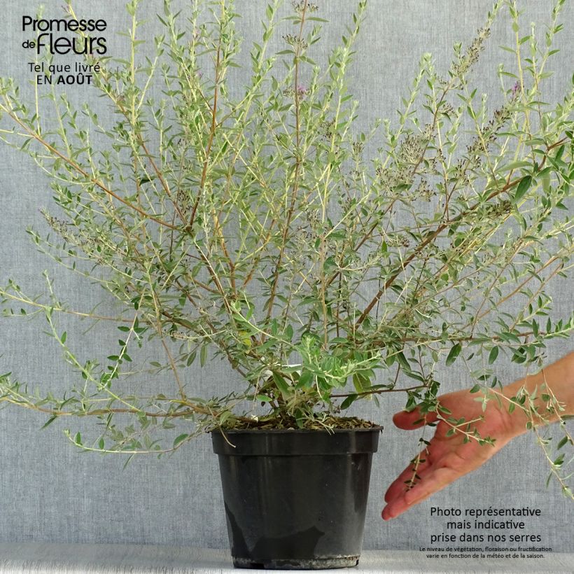 Exemplaar van Buddleja alternifolia Unique - Vlinderstruik Pot van 3 l/4 l zoals geleverd in de zomer