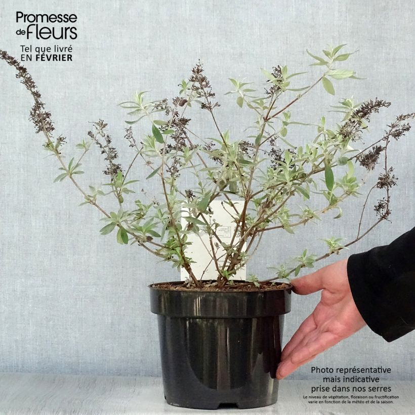 Example of Buddleia davidii Adonis Blue, Arbre à papillons Pot van 3 l/4 l as you get in hiver