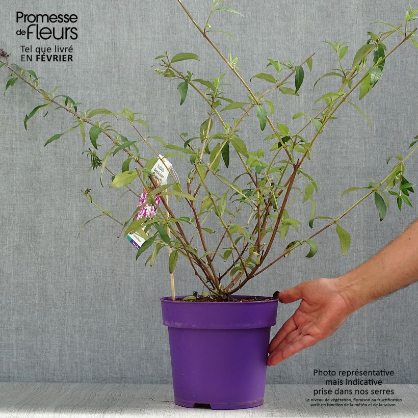 Exemplaar van Vlinderstruik Berries and Cream - Buddleja davidii Pot van 3 l/4 l zoals geleverd in de herfst