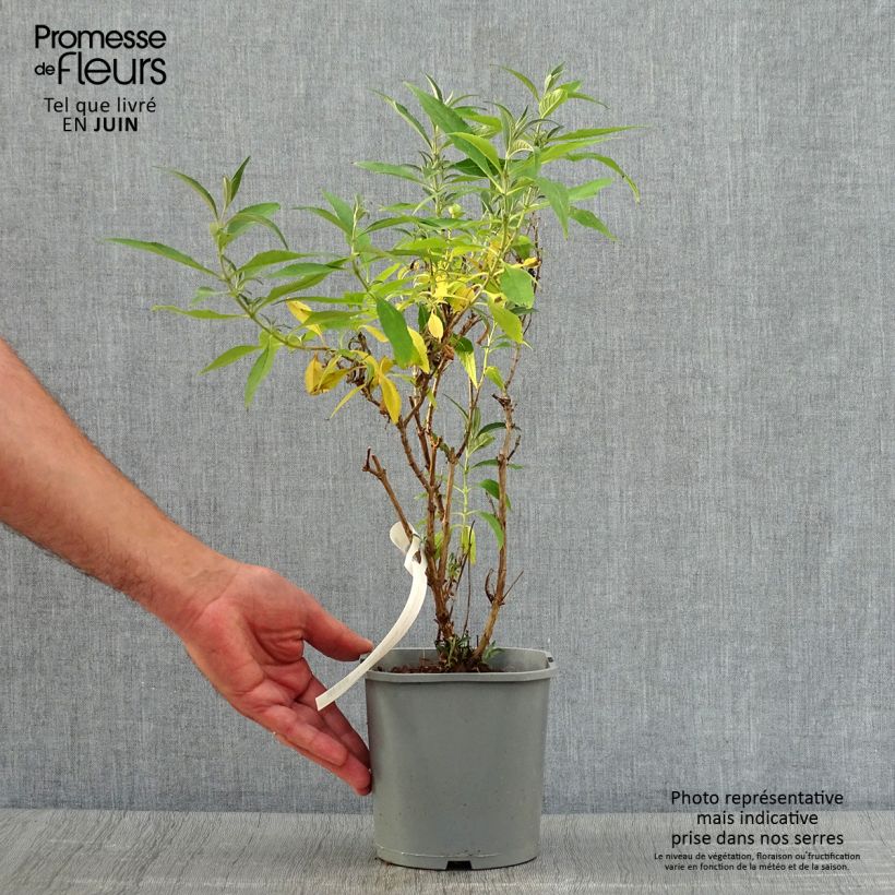 Exemplaar van Vlinderstruik Butterfly Tower - Buddleja davidii Pot van 4 l/5 l zoals geleverd in de zomer