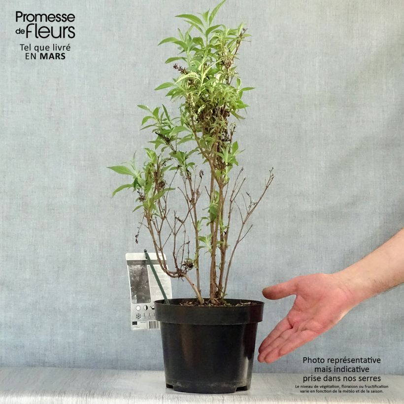 Exemplaar van Vlinderstruik Butterfly Tower - Buddleja davidii Pot van 4 l/5 l zoals geleverd in de lente