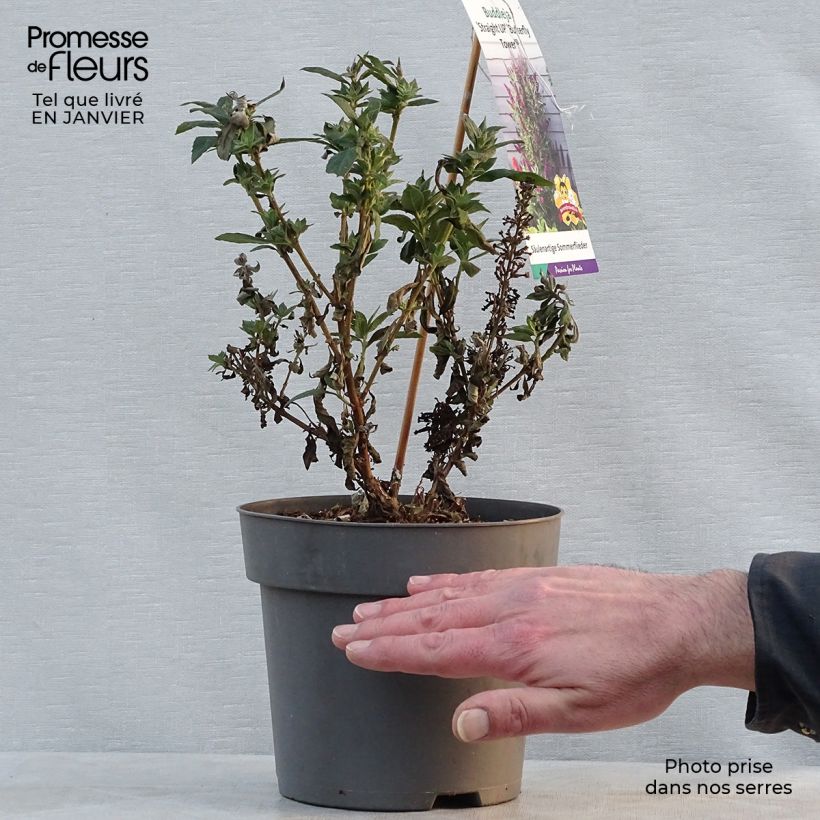 Example of Buddleia davidii Butterfly Tower - Arbre aux papillons Pot van 4 l/5 l as you get in hiver